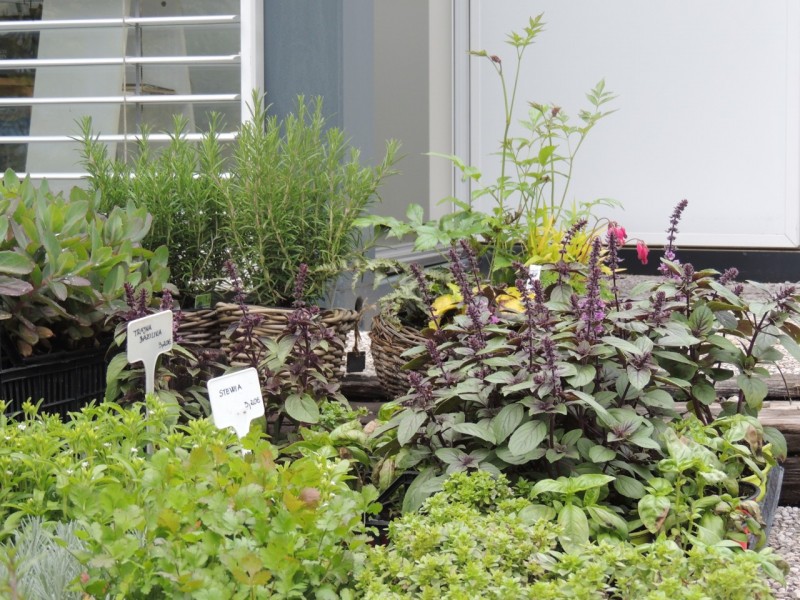 GREAT SELECTION OF HERBS AND CULINARY PLANTS